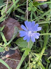 Cichorium intybus