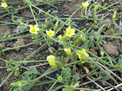 Cucumis