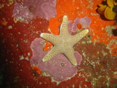 Callopatiria formosa