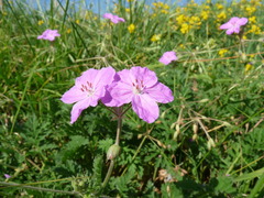 Erodium alpinum