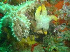 Callopatiria formosa