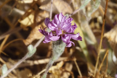 Lessingia hololeuca