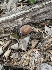 Austroboletus gracilis