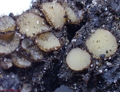 Lasiobolidium