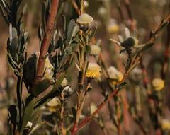 Leucadendron cinereum