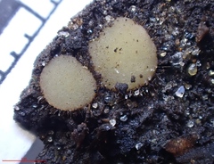 Lasiobolidium