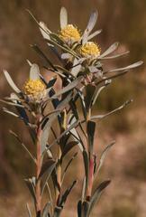 Leucadendron cinereum