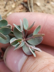 Tithymalus