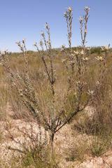 Leucadendron cinereum