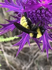 Bombus sonorus