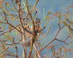Callosciurus erythraeus