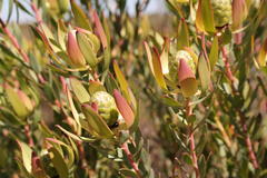 Leucadendron foedum