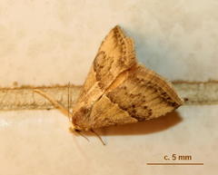 Acontiinae