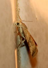 Acontiinae