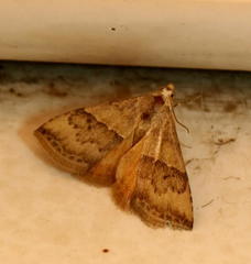 Acontiinae