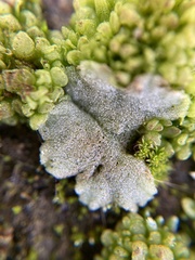 Riccia crystallina