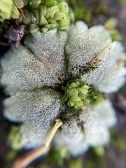 Riccia crystallina