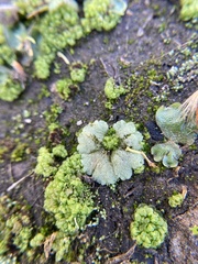 Riccia crystallina