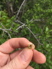 Crataegus suborbiculata