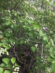 Crataegus suborbiculata