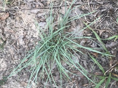 Eragrostis secundiflora