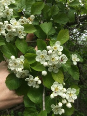 Crataegus suborbiculata
