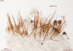 Lasiobolidium