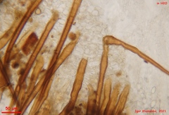 Lasiobolidium
