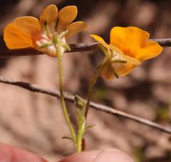 Nemesia strumosa