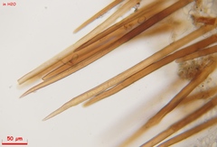 Lasiobolidium
