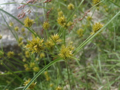 Cyperus dipsaceus