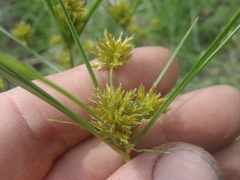 Cyperus dipsaceus
