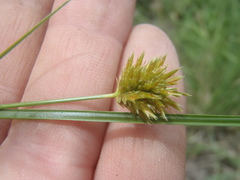 Cyperus dipsaceus
