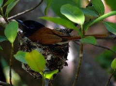 Terpsiphone viridis plumbeiceps