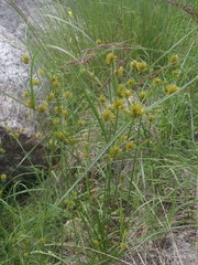 Cyperus dipsaceus