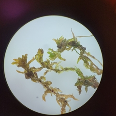 Sphagnum platyphyllum