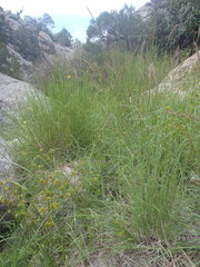 Cyperus dipsaceus