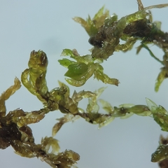 Sphagnum platyphyllum