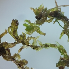 Sphagnum platyphyllum