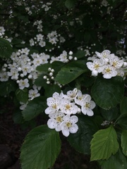 Crataegus suborbiculata