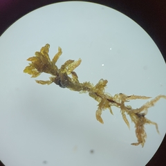 Sphagnum platyphyllum