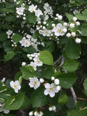 Crataegus suborbiculata