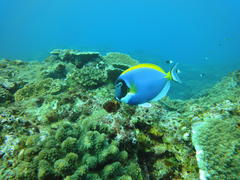 Acanthurus leucosternon