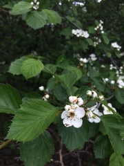 Crataegus suborbiculata
