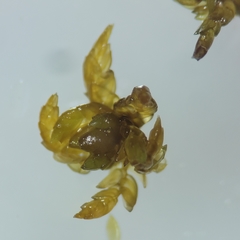 Sphagnum platyphyllum