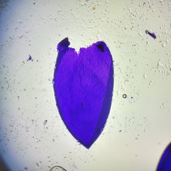 Sphagnum platyphyllum