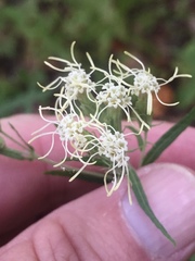 Brickellia eupatorioides texana