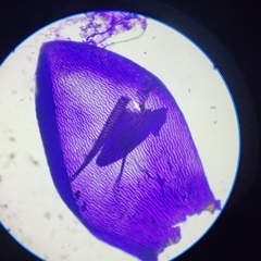 Sphagnum platyphyllum