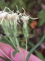 Brickellia eupatorioides texana