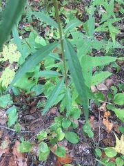Brickellia eupatorioides texana